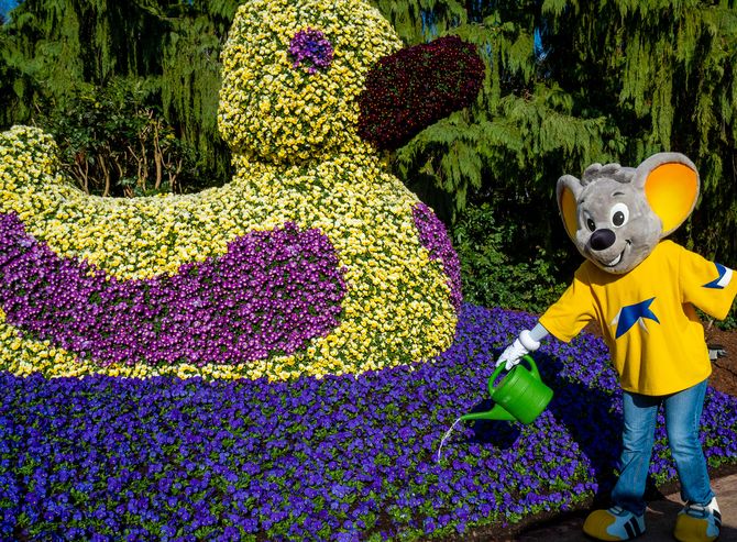 Ed Euromaus kümmert sich um die Frühlingsblüher-Ente im Europa-Park. Bild: Europa-Park